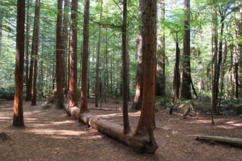 木材對人類的好處，你知道多少？